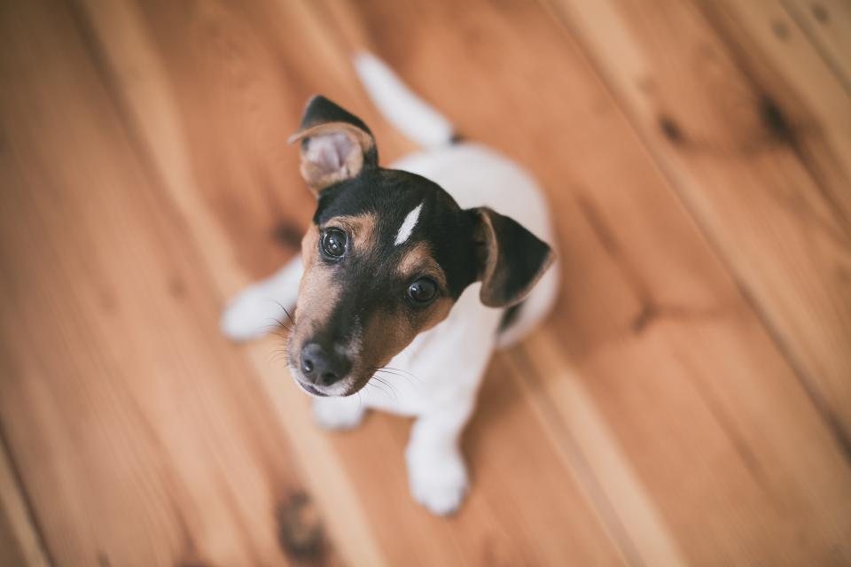 Imagem ilustrativa do artigo: Como saber a idade aproximada de um cachorro adotado