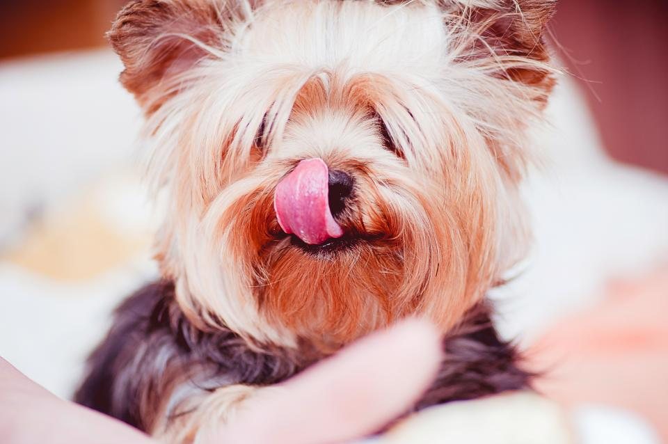 Imagem ilustrativa do artigo: Por que alguns cães ficam agressivos só na hora do banho ou da unha