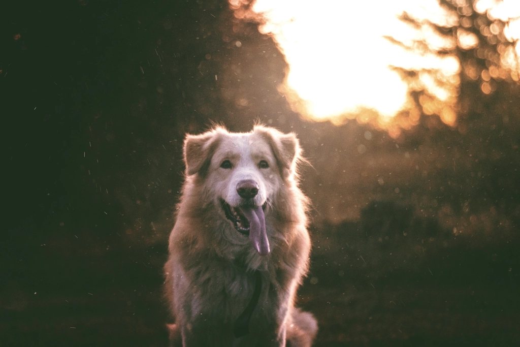 Imagem ilustrativa do artigo: Por que cachorro treme quando está feliz, e não só com medo ou frio
