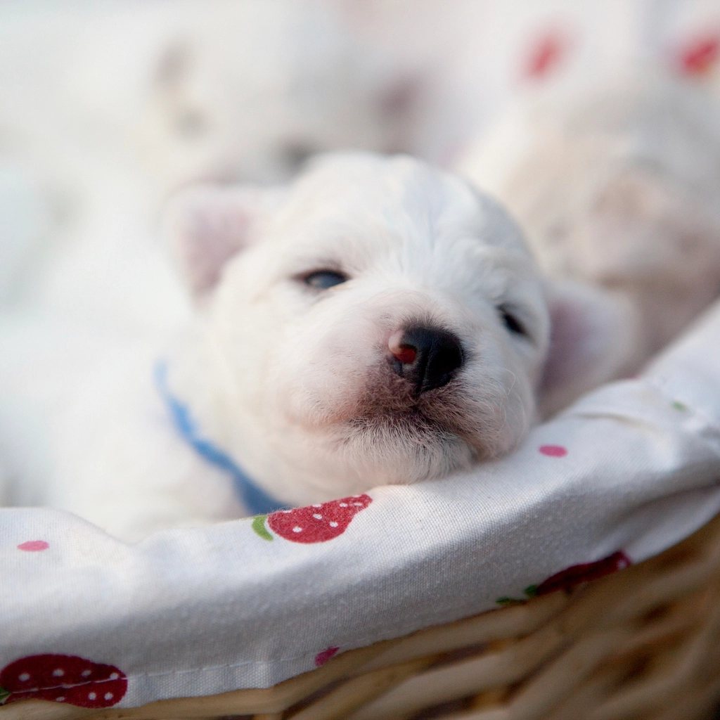 Imagem ilustrativa do artigo: Cachorro filhote: quantas vezes por dia ele deve comer, dormir e fazer xixi