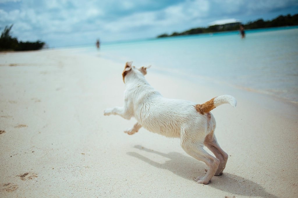 Imagem ilustrativa do artigo: Por que meu cachorro late para o espelho ou para o próprio reflexo?