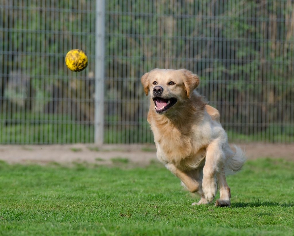 Imagem ilustrativa do artigo: Por que cachorro fica hiperativo de repente e sai correndo pela casa (zoomies)?