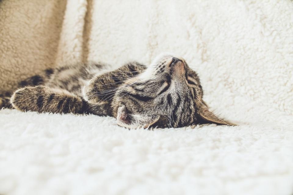 Imagem ilustrativa do artigo: Por que gato dorme tantas horas por dia?