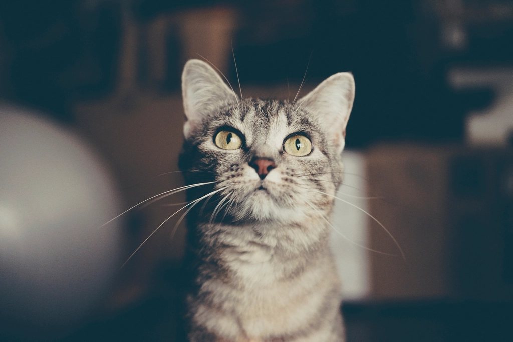 Imagem ilustrativa do artigo: Por que gato gosta tanto de caixas e espaços apertados?