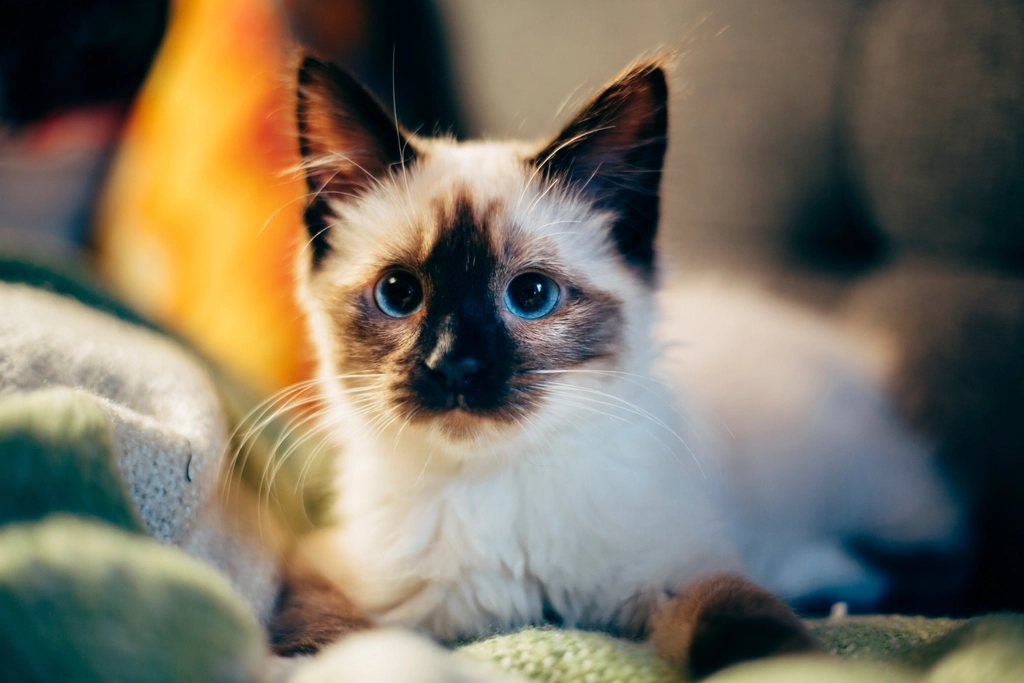 Imagem ilustrativa do artigo: Por que gato ronrona mesmo quando está doente ou com dor