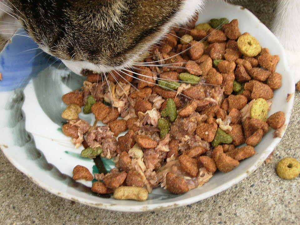 Imagem ilustrativa do artigo: Por que gato rejeita comida nova do dia para a noite?