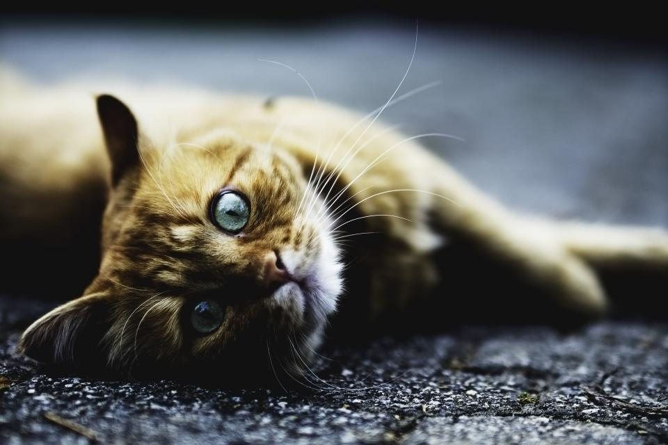 Imagem ilustrativa do artigo: Por que gato enrosca o rabo no dono ou em outro gato?