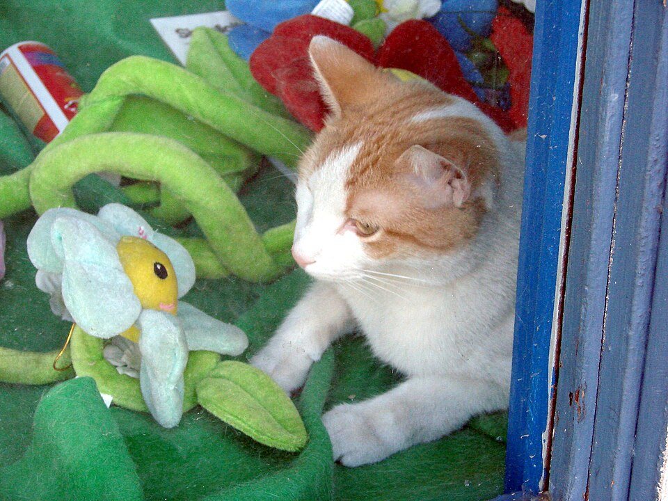 Imagem ilustrativa do artigo: Gato sente saudade do dono quando ele viaja?