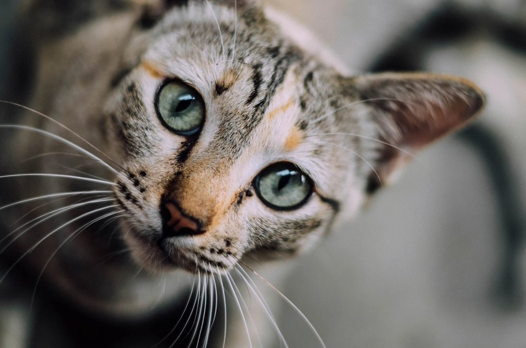 Imagem ilustrativa do artigo: Gato reconhece o próprio nome quando chamado?