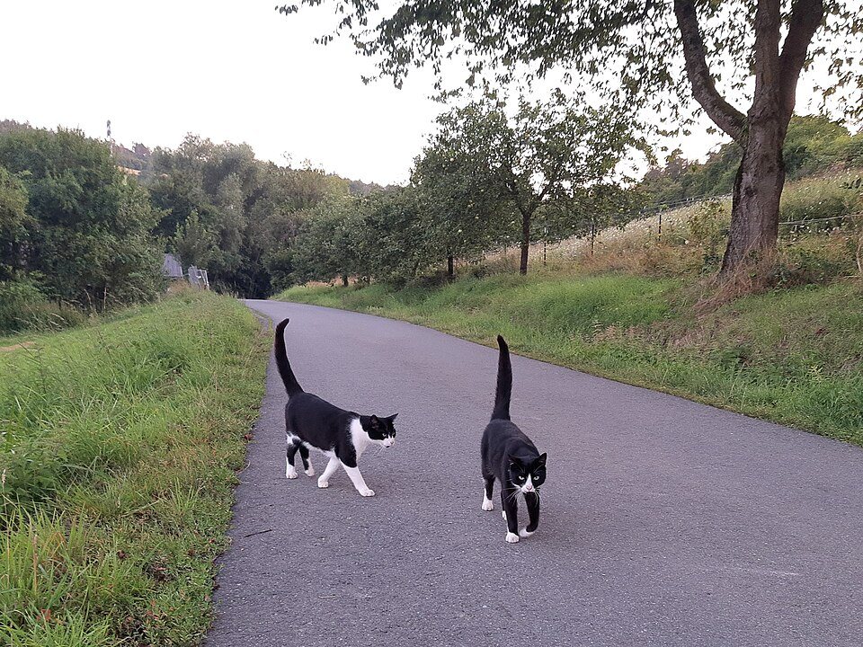 Imagem ilustrativa do artigo: Como interpretar a cauda do gato: o que cada movimento significa