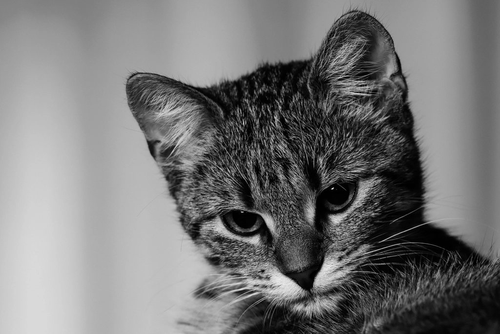 Imagem ilustrativa do artigo: Por que gato sibila (chia) quando se sente ameaçado?