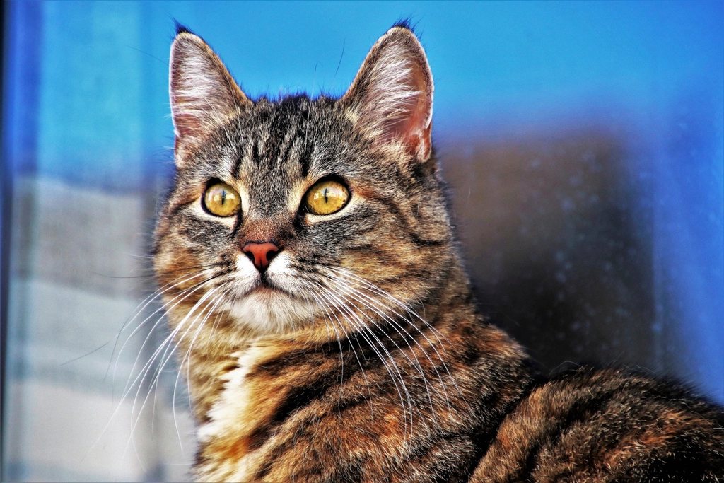 Imagem ilustrativa do artigo: Por que gato traz presentes (insetos, bichinhos) para o dono?