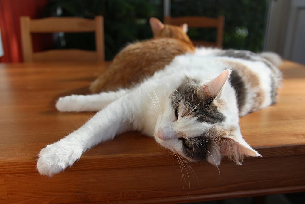 Imagem ilustrativa do artigo: Gato sente ciúmes de outro gato ou de um bebê na casa?