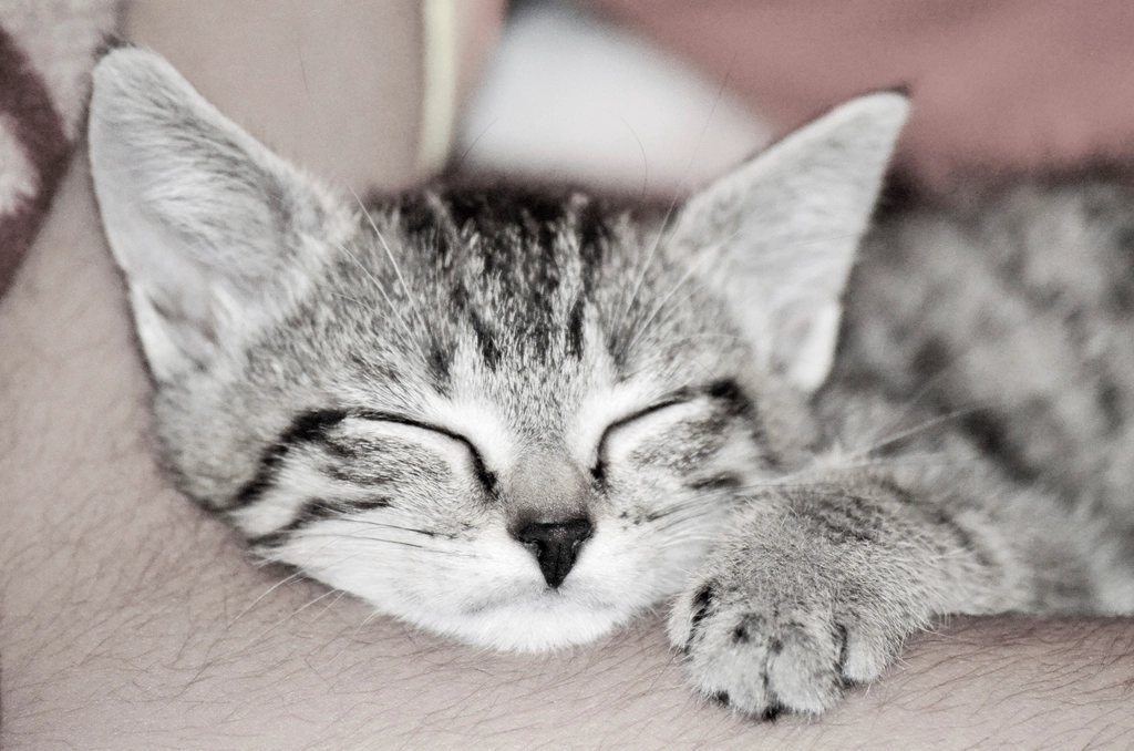 Imagem ilustrativa do artigo: Por que gato dorme em cima do tutor ou em cima da roupa suja?