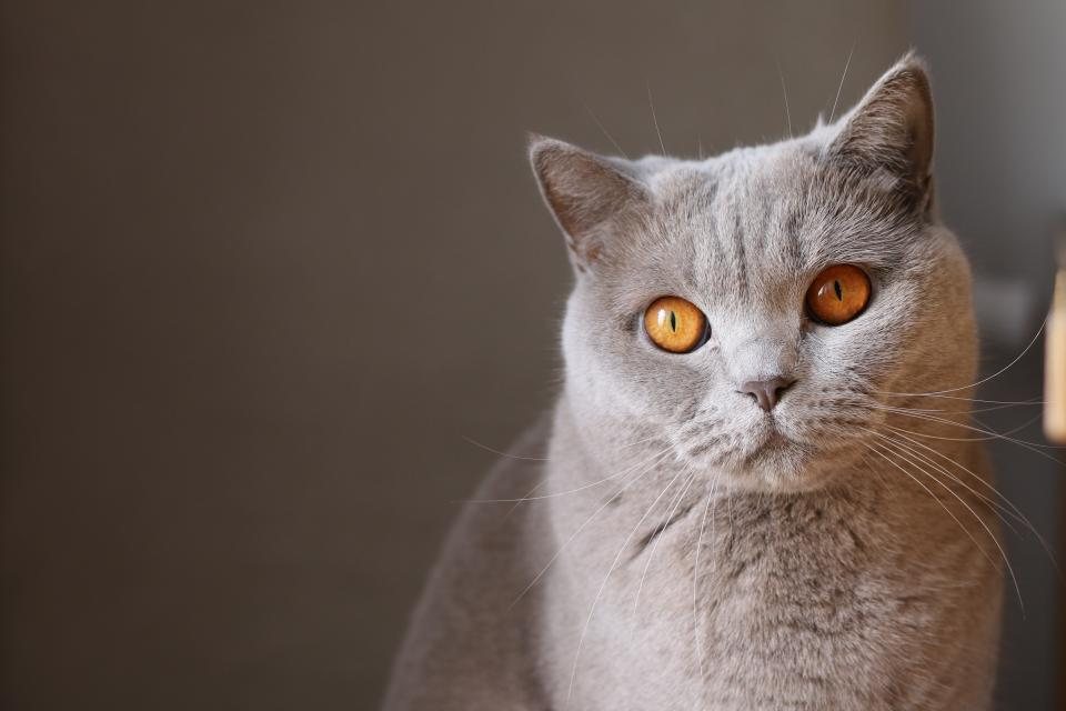 Imagem ilustrativa do artigo: Como apresentar um gato novo a outro gato já residente