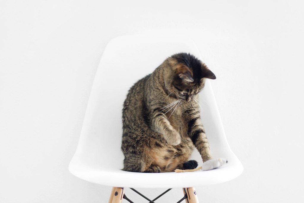 Imagem ilustrativa do artigo: Por que gato conversa (mia) mais com humanos do que com outros gatos?