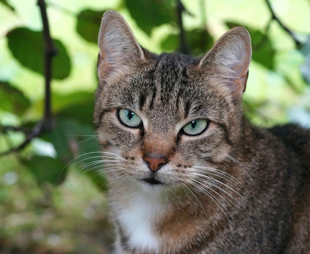 Imagem ilustrativa do artigo: Por que gato tem os olhos que brilham no escuro?