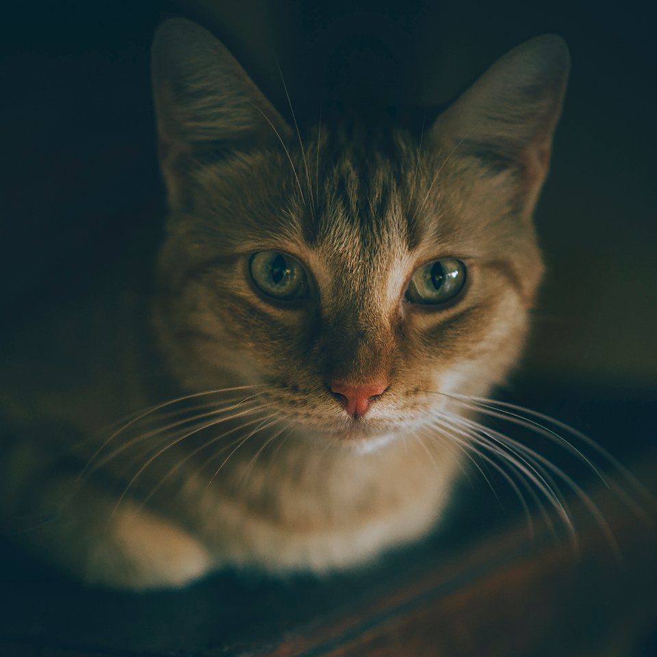 Imagem ilustrativa do artigo: Por que gato aperta os olhos devagar para o dono (piscar lento)? O que significa