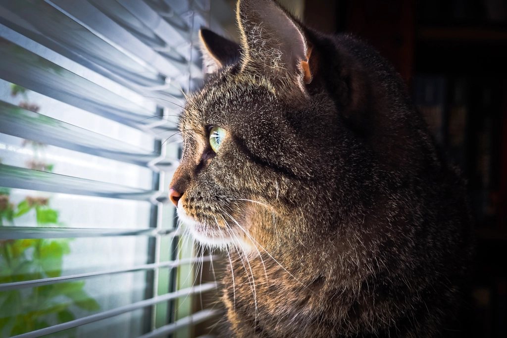 Imagem ilustrativa do artigo: Gato consegue sentir o clima mudar (chuva, tempestade) antes de acontecer?