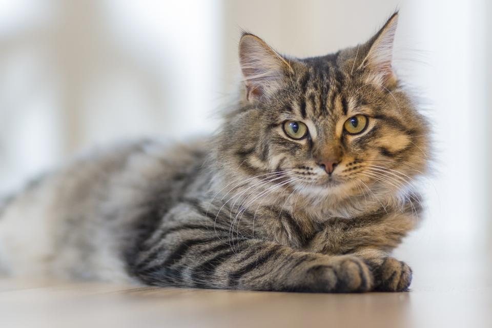Imagem ilustrativa do artigo: Qual a diferença de comportamento entre gatos de raça e gatos SRD