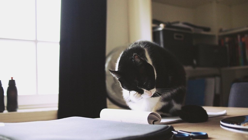 Imagem ilustrativa do artigo: Cachorro ou gato: qual se adapta melhor a apartamentos pequenos