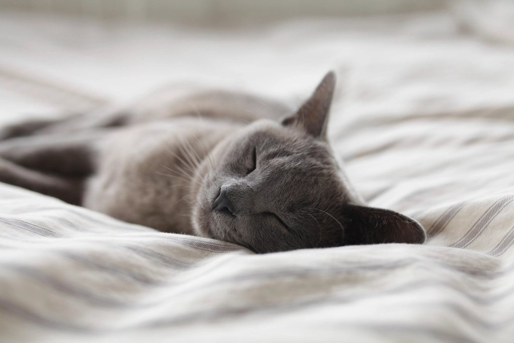 Imagem ilustrativa do artigo: Quantas horas por dia um gato ou cachorro deveria dormir