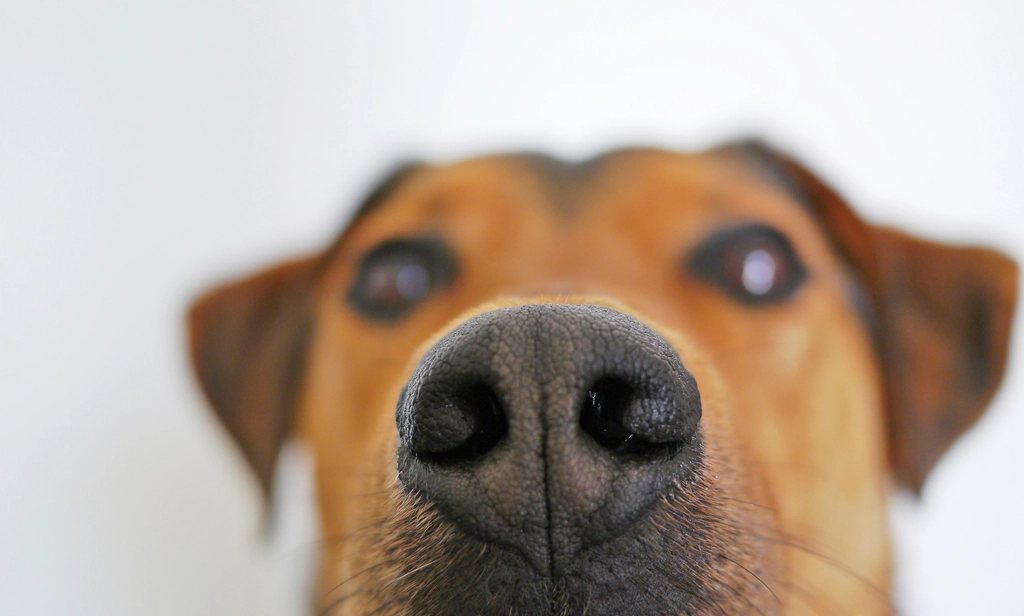 Imagem ilustrativa do artigo: Animais sentem o cheiro do medo humano? O que a ciência explica