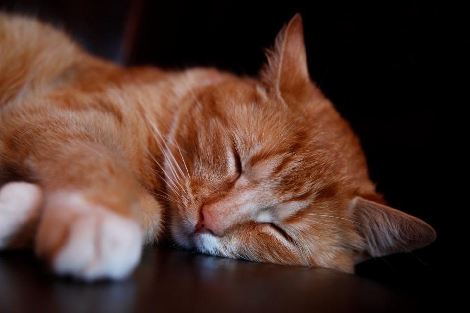 Imagem ilustrativa do artigo: Cães e gatos enxergam a TV e as telas do celular como nós?