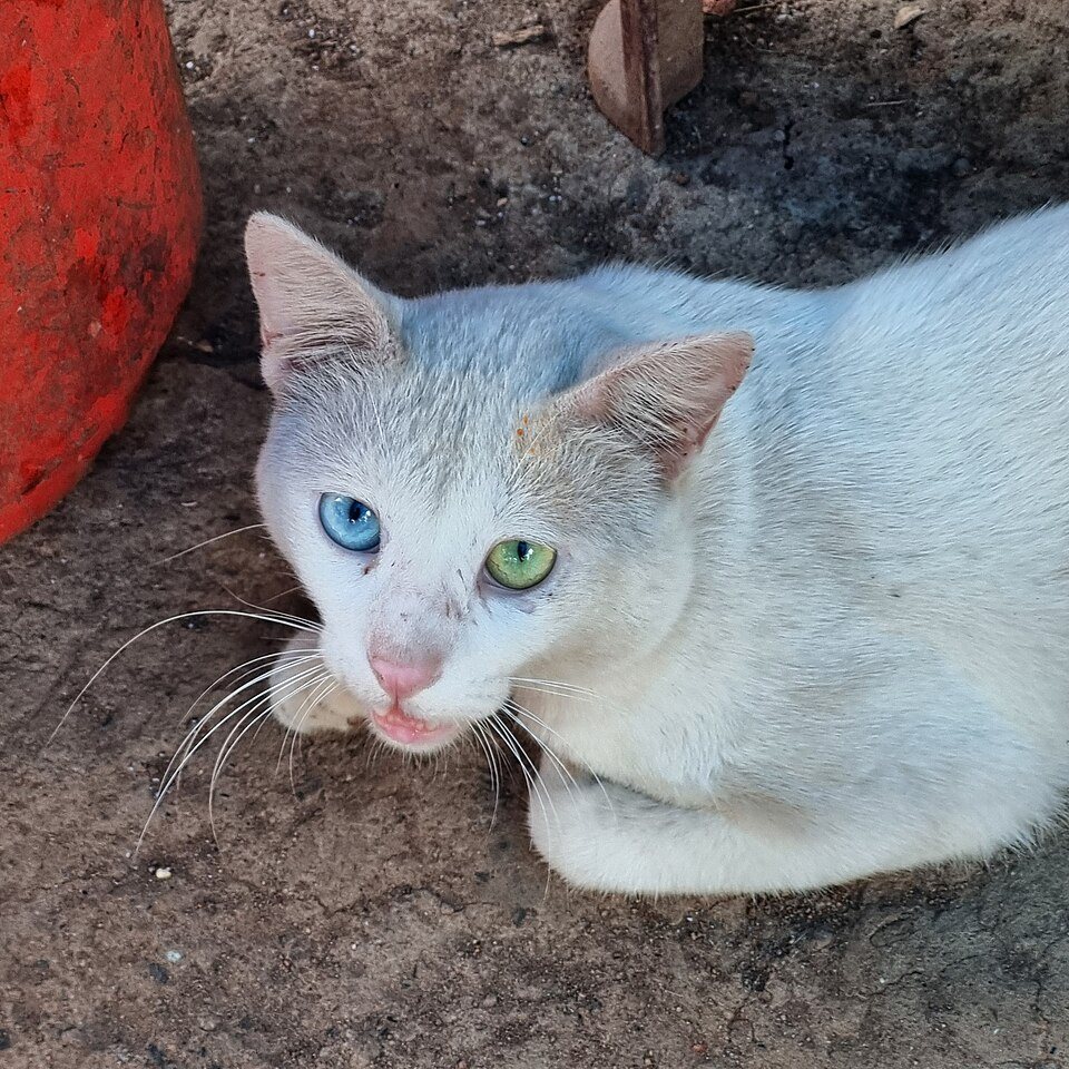 Imagem ilustrativa do artigo: Por que alguns cães e gatos têm heterocromia (olhos de cores diferentes)?