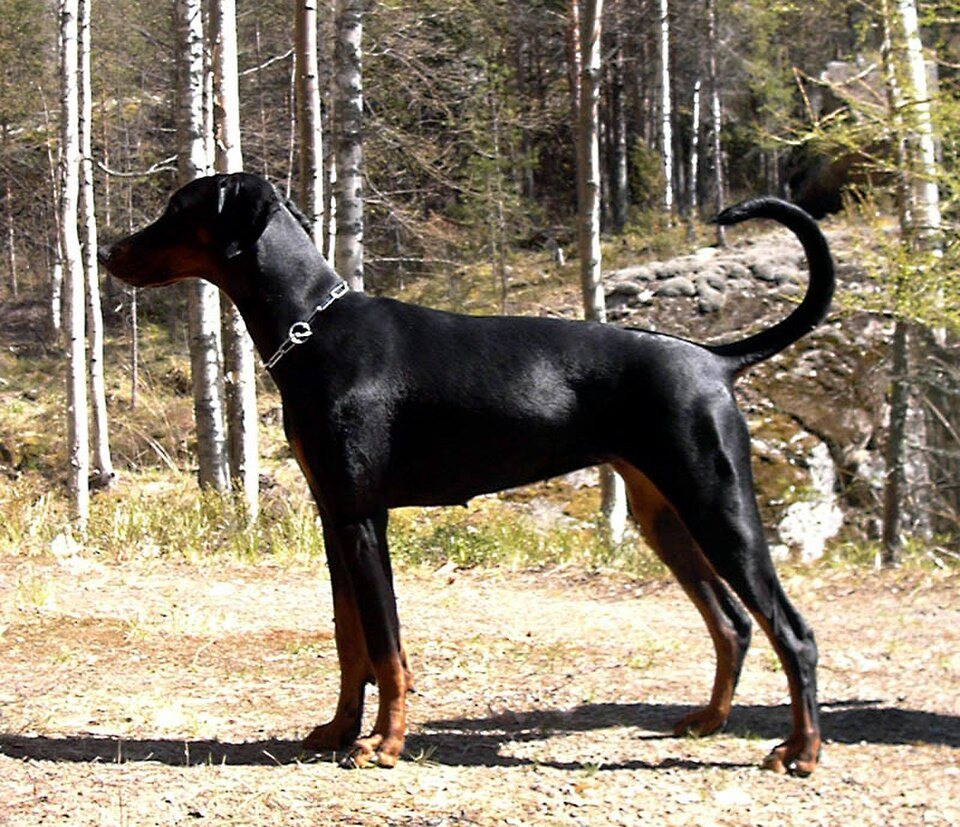 Imagem ilustrativa do artigo: Doberman: características e temperamento de uma das raças mais leais