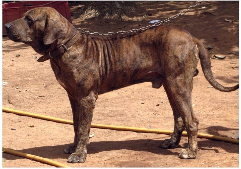 Imagem ilustrativa do artigo: Fila Brasileiro: características de uma das raças mais brasileiras