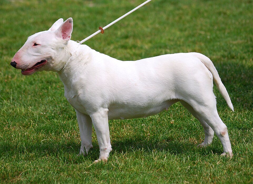 Imagem ilustrativa do artigo: Bull Terrier: características e temperamento de uma raça única