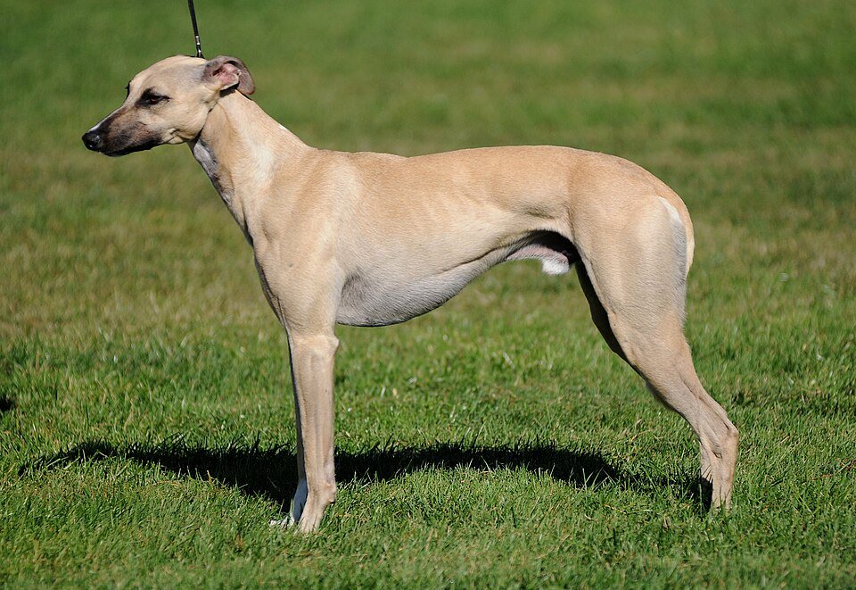 Imagem ilustrativa do artigo: Whippet: características de um dos cães mais rápidos do mundo