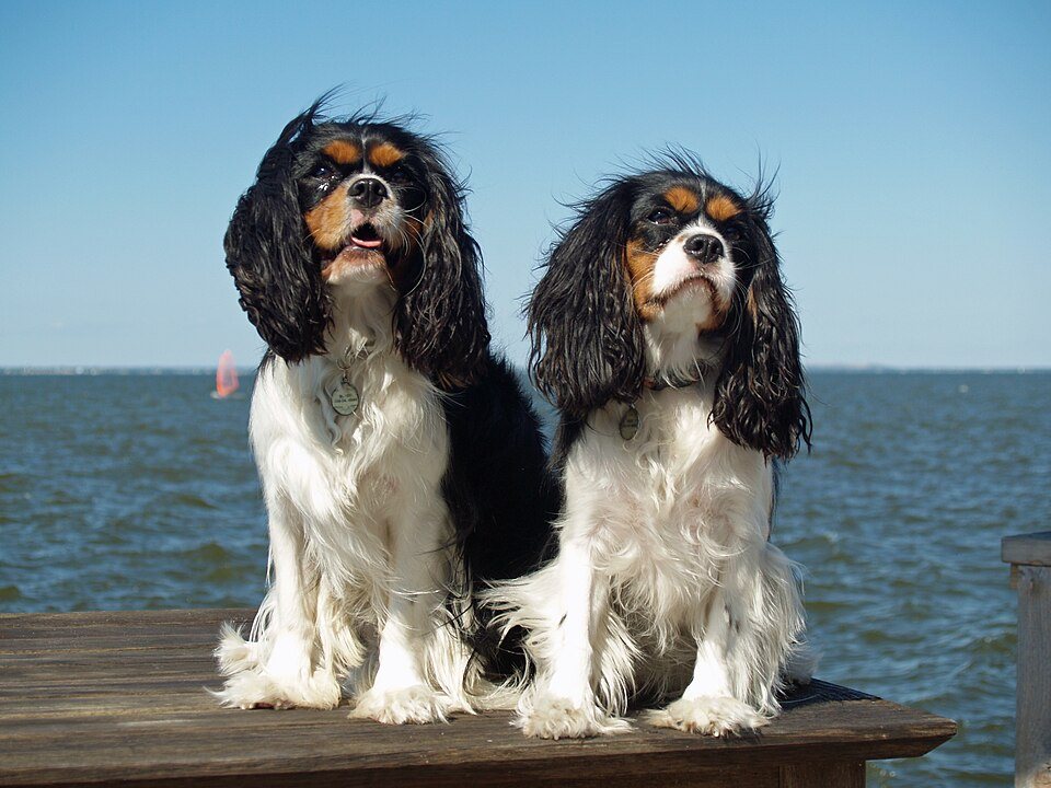 Imagem ilustrativa do artigo: Cavalier King Charles Spaniel: características de uma raça de companhia