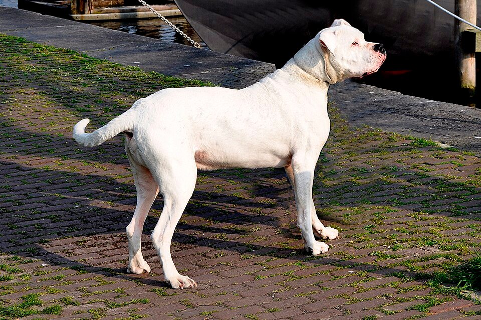 Imagem ilustrativa do artigo: Dogo Argentino: características de uma raça forte e leal