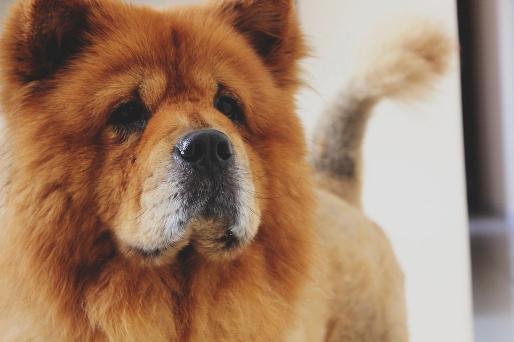 Imagem ilustrativa do artigo: Chow Chow: características de uma das raças mais antigas do mundo