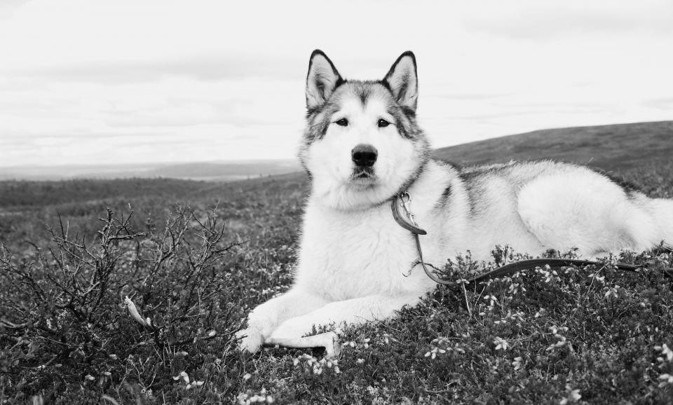 Imagem ilustrativa do artigo: Malamute do Alasca: características de uma raça feita para o frio