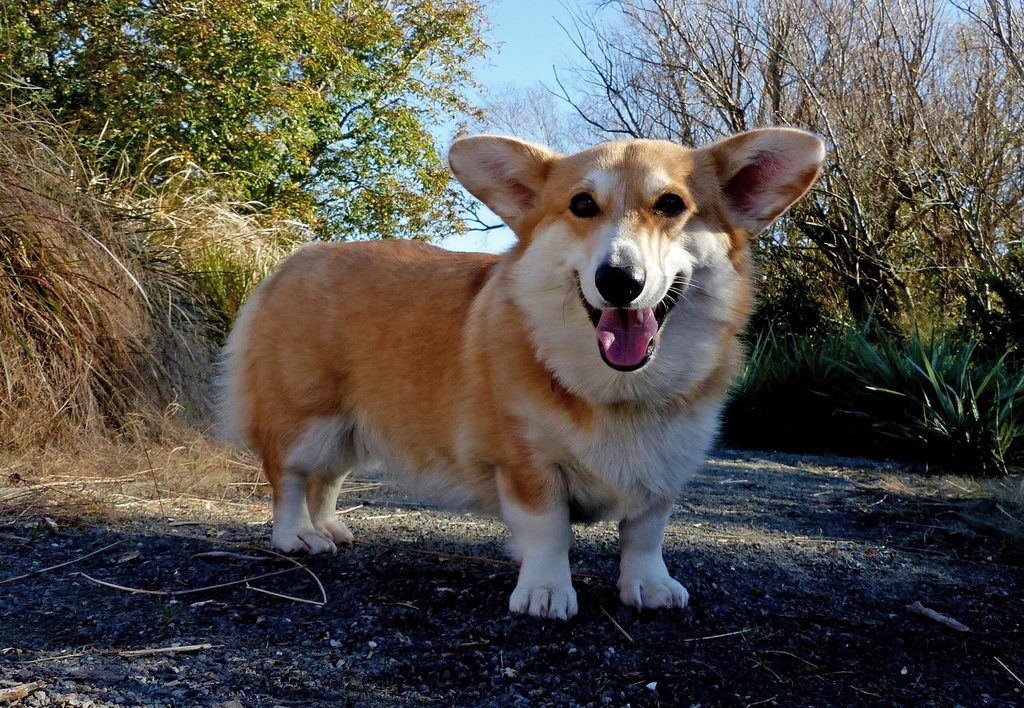 Imagem ilustrativa do artigo: Welsh Corgi Pembroke: características da raça favorita da realeza britânica