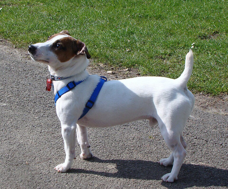 Imagem ilustrativa do artigo: Jack Russell Terrier: características de uma raça pequena e cheia de energia