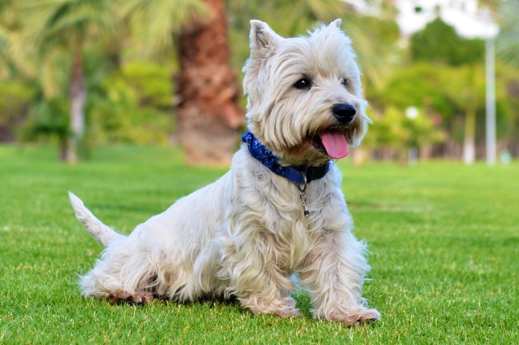Imagem ilustrativa do artigo: West Highland White Terrier: características do Westie