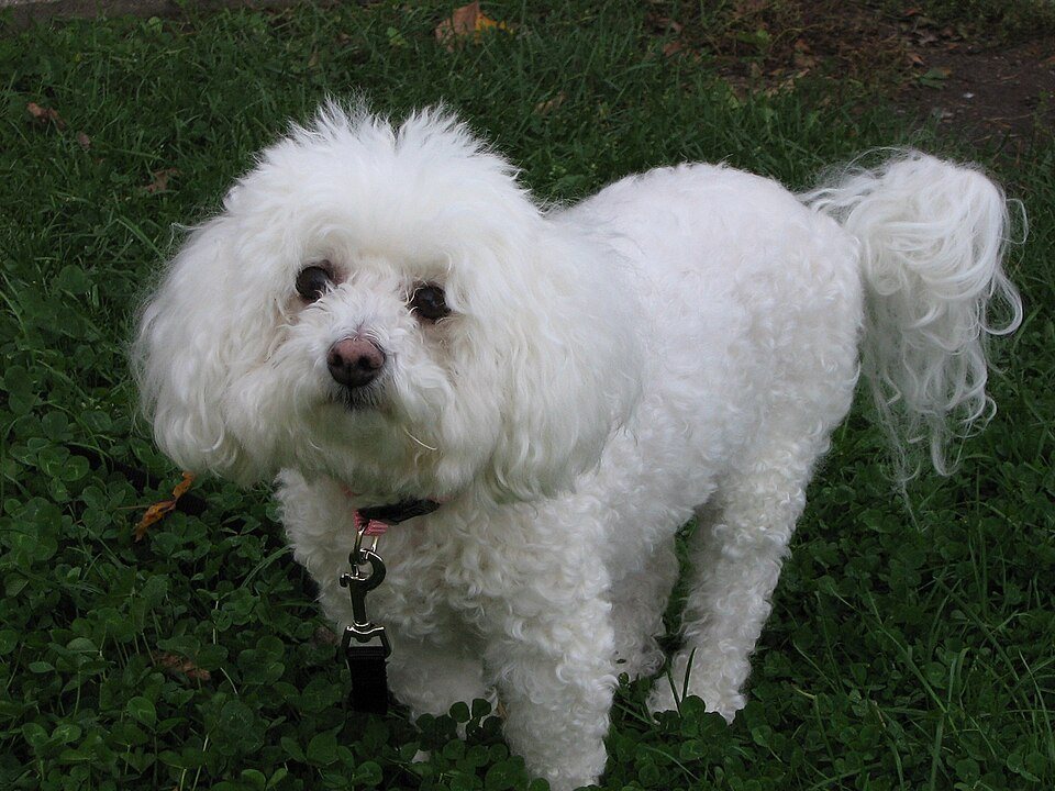 Imagem ilustrativa do artigo: Bichon Frisé: características de uma raça alegre e hipoalergênica