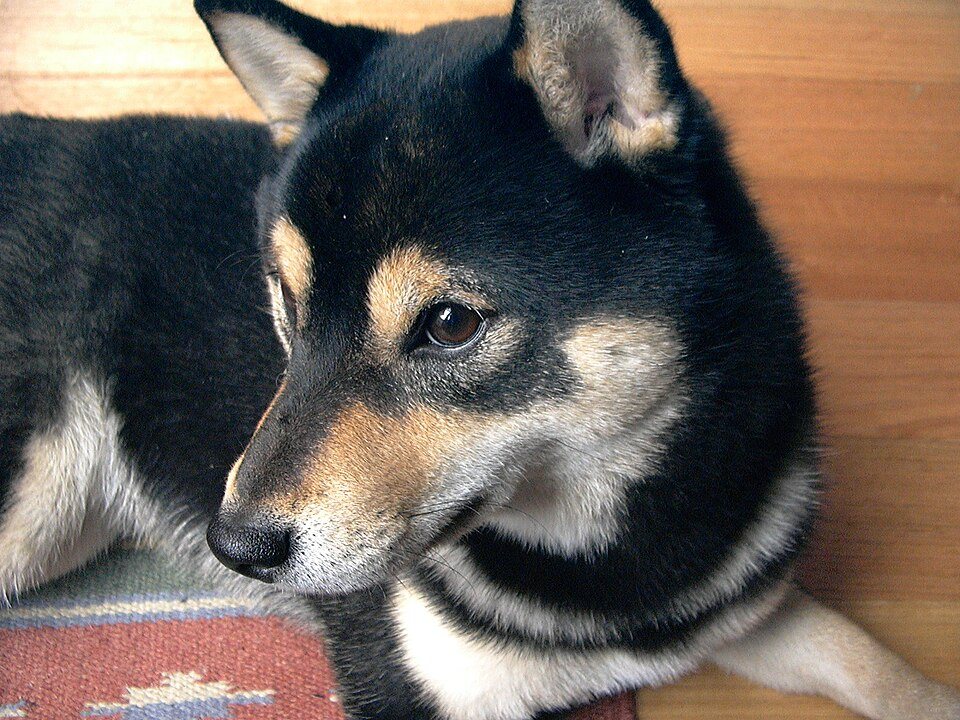 Imagem ilustrativa do artigo: Shiba Inu: características de uma raça japonesa cada vez mais popular