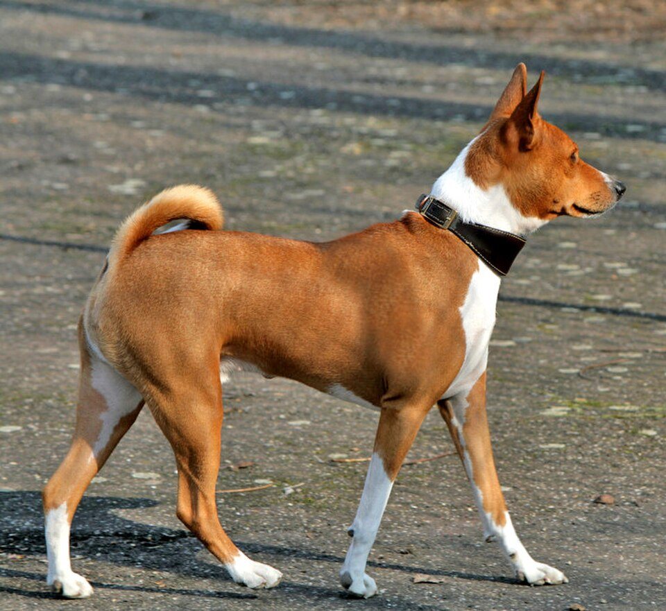 Imagem ilustrativa do artigo: Basenji: características do cão que não late