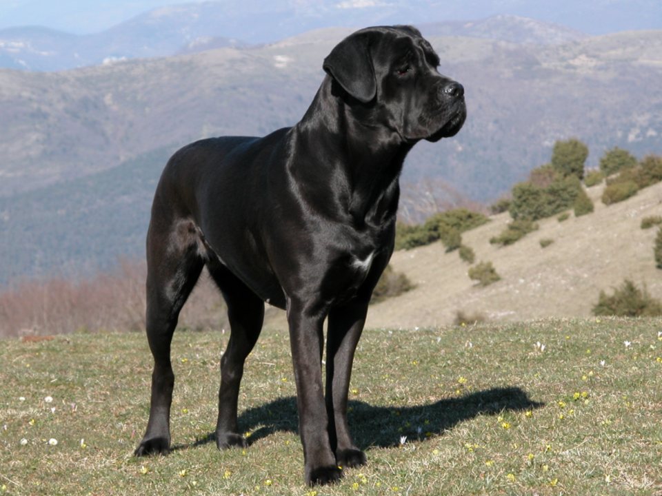 Imagem ilustrativa do artigo: Cane Corso: características de uma raça protetora e imponente