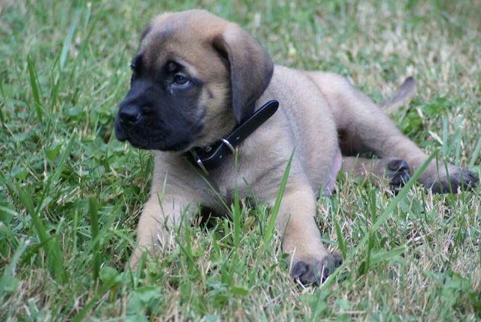 Imagem ilustrativa do artigo: Mastiff Inglês: características de uma das raças mais pesadas do mundo