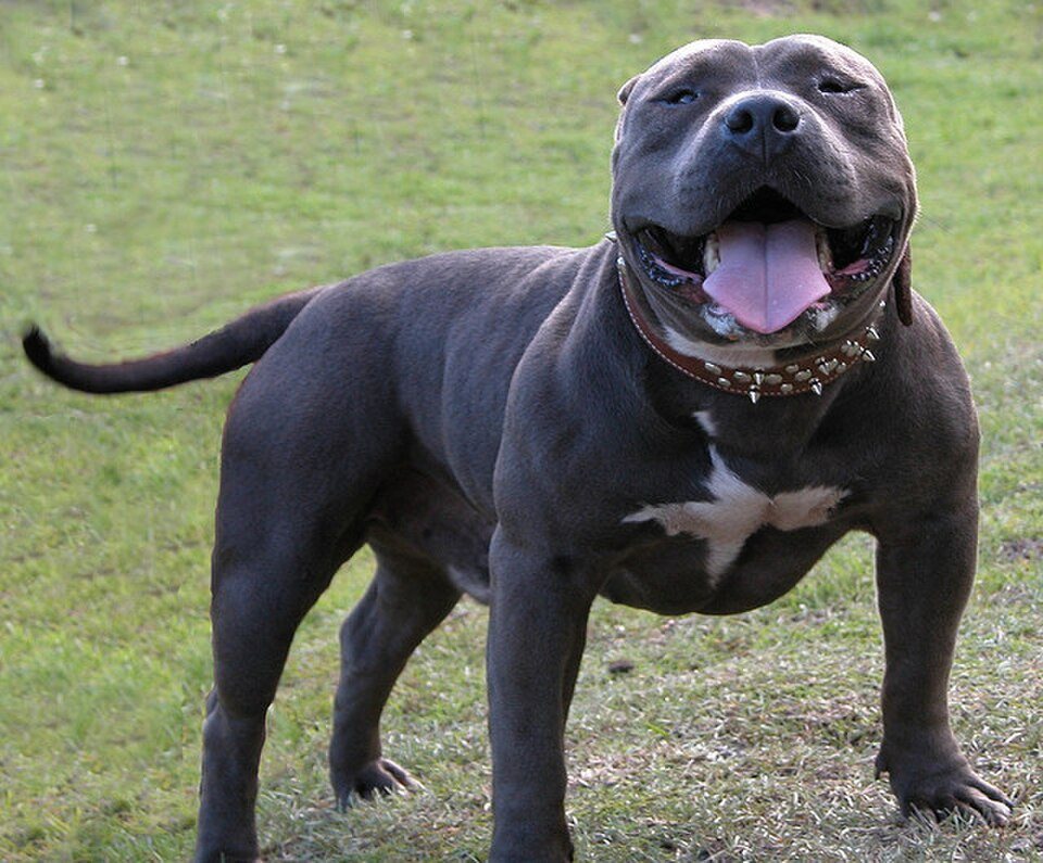Imagem ilustrativa do artigo: American Bully: características de uma raça cada vez mais popular no Brasil
