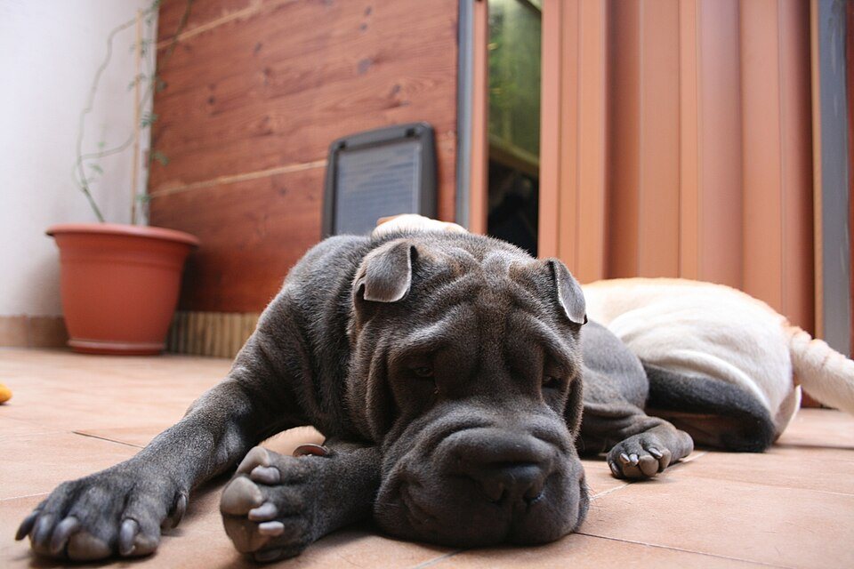 Imagem ilustrativa do artigo: Shar Pei: características de uma raça conhecida pelas dobrinhas