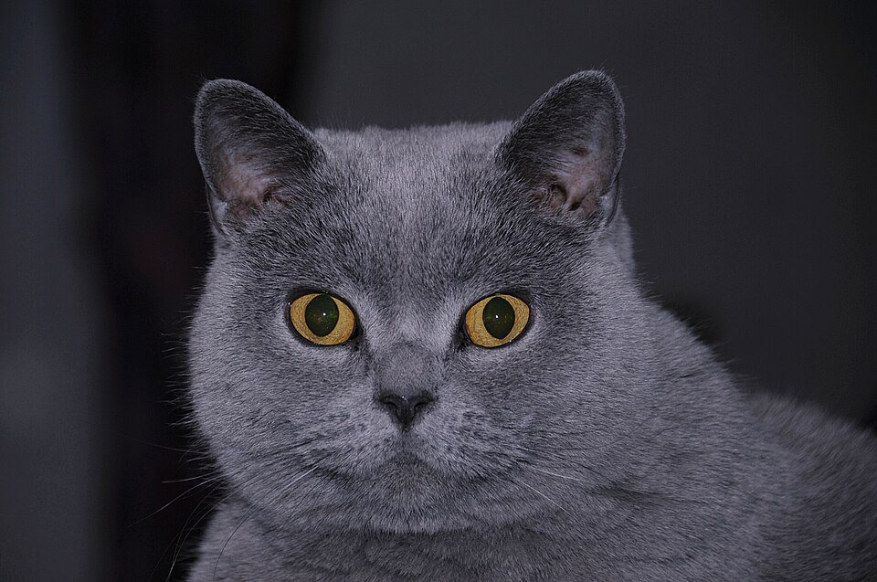 Imagem ilustrativa do artigo: British Shorthair: características de uma raça tranquila e robusta