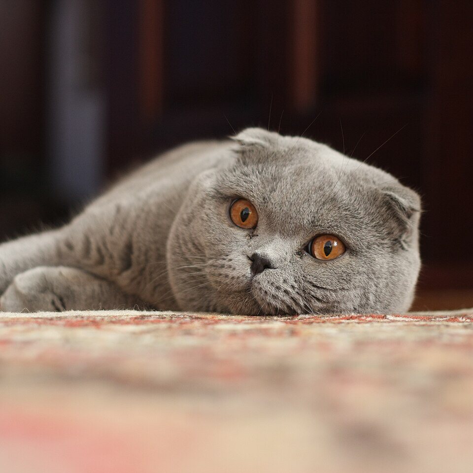 Imagem ilustrativa do artigo: Scottish Fold: características da raça com as orelhas dobradas