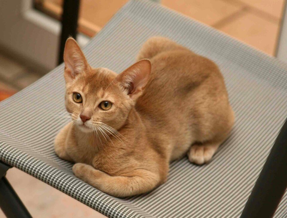 Imagem ilustrativa do artigo: Abissínio: características de uma das raças de gato mais ativas